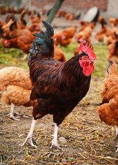 Rooster on traditional free range poultry farm