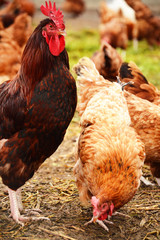 Rooster on traditional free range poultry farm