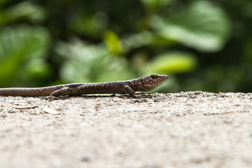 Lizard