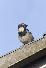 House sparrow, Passer domesticus