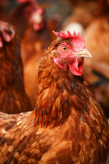 Chicken on traditional free range poultry farm