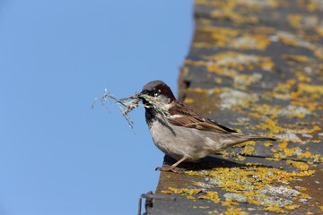House sparrow, Passer domesticus