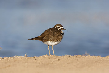 Killdeer, Charadrius vociferus