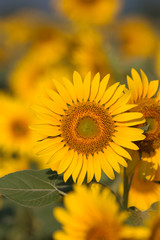 Fototapeta premium ヒマワリの花