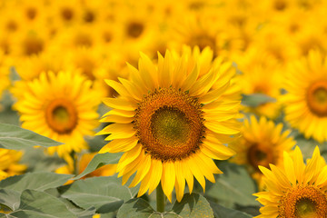 Obraz premium ヒマワリの花