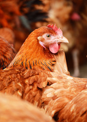 Chicken on traditional free range poultry farm