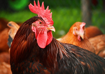 Rooster on traditional free range poultry farm