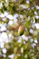 pear on the tree in nature