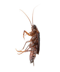 cockroach on white background. macro