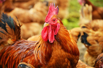 Rooster on traditional free range poultry farm