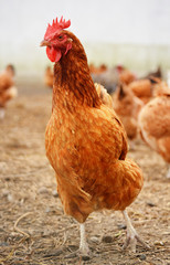 Chicken on traditional free range poultry farm