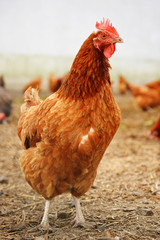 Chicken on traditional free range poultry farm