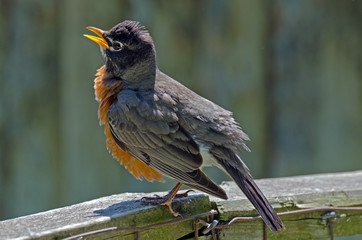 American Robin