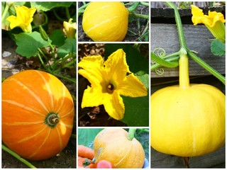 montage de citrouille