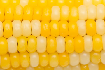 background from corn. macro