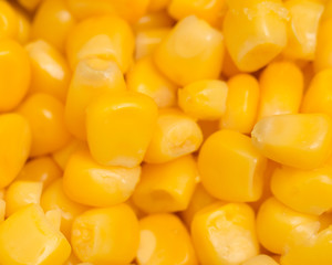background from corn. macro
