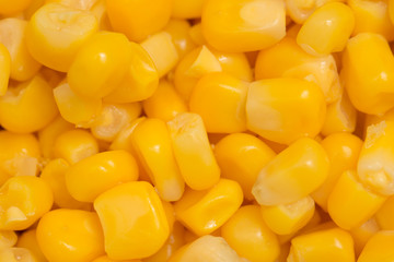 background from corn. macro