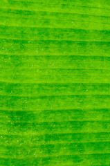 Dirty green banana leaf texture