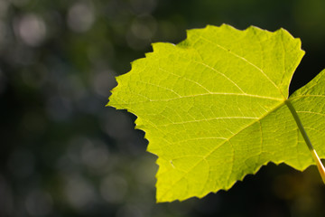 Weinblätter Makro