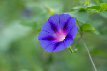 Fototapeta na wymiar Beautiful blue flower on nature