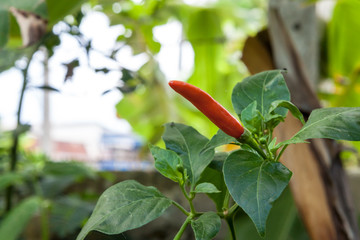Red fresh chili on tree