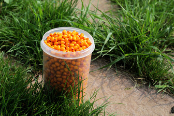 ​​ sea ​​buckthorn berries