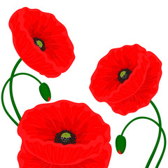 Card with red poppy flowers on a white background