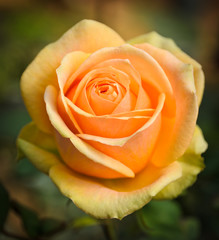 Beautiful orange rose