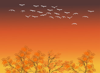 white swans above fall trees