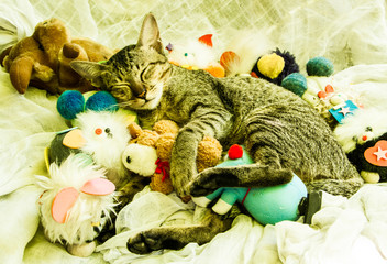 Sleeping cat