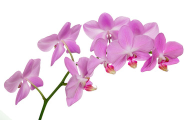 Plakat many light pink orchids isolated on white