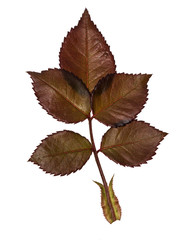 dark rose leaves isolated on white