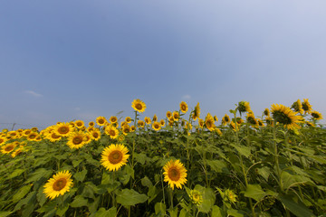 Sunflower024