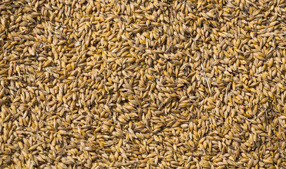 gold wheat corn background