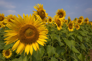 Sunflower085