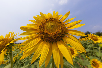 Sunflower090