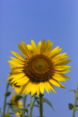 Sunflower138