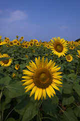 Sunflower148