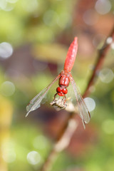 Scarlet Dragonfly on colorful background with lights