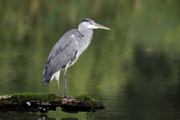 Grey heron, Ardea cinerea