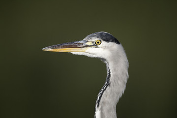 Grey heron, Ardea cinerea