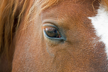 Pferd