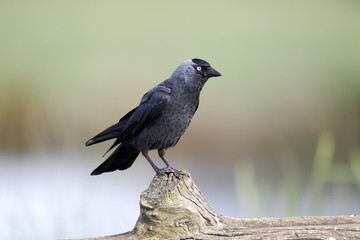 Jackdaw, Corvus monedula