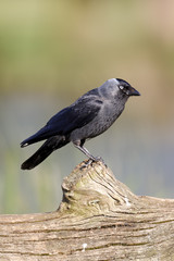 Jackdaw, Corvus monedula