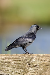 Jackdaw, Corvus monedula