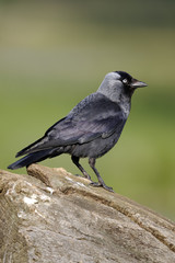 Fototapeta premium Jackdaw, Corvus monedula