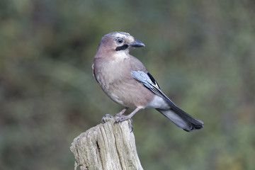 Jay, Garrulus glandarius