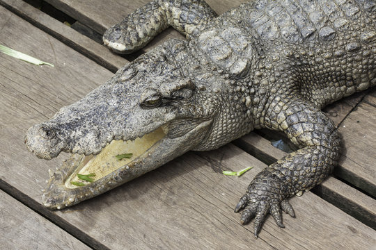 Crocodile in Tonle Sap