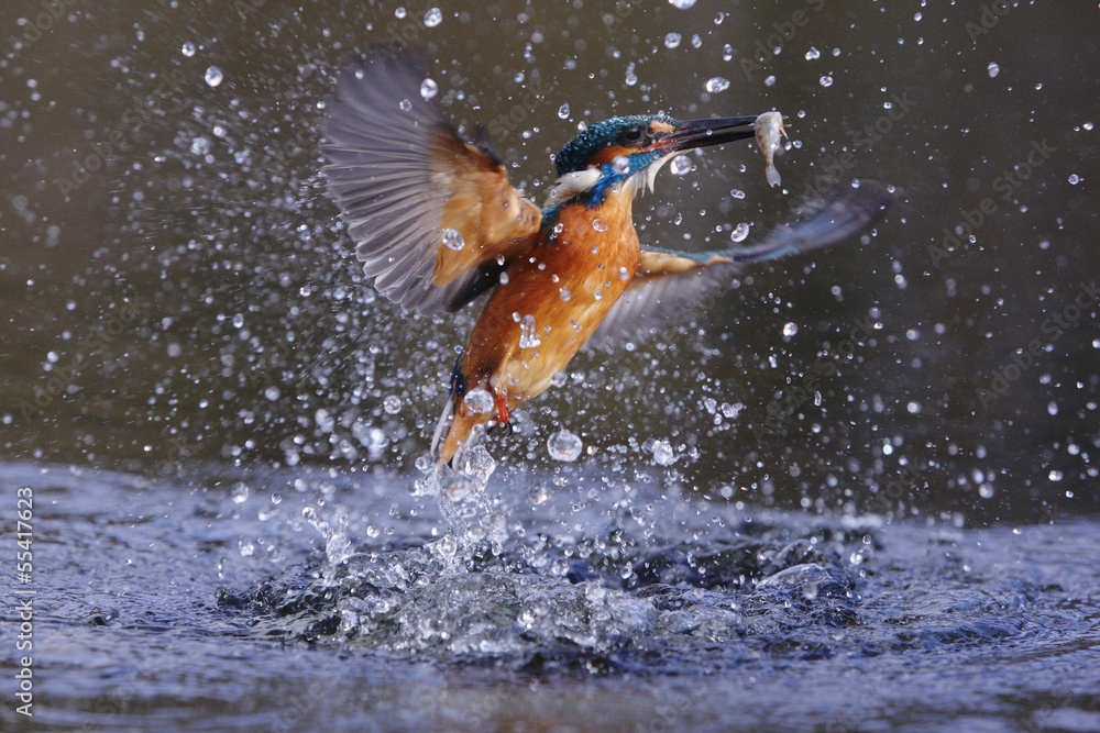 Wall mural kingfisher, alcedo atthis