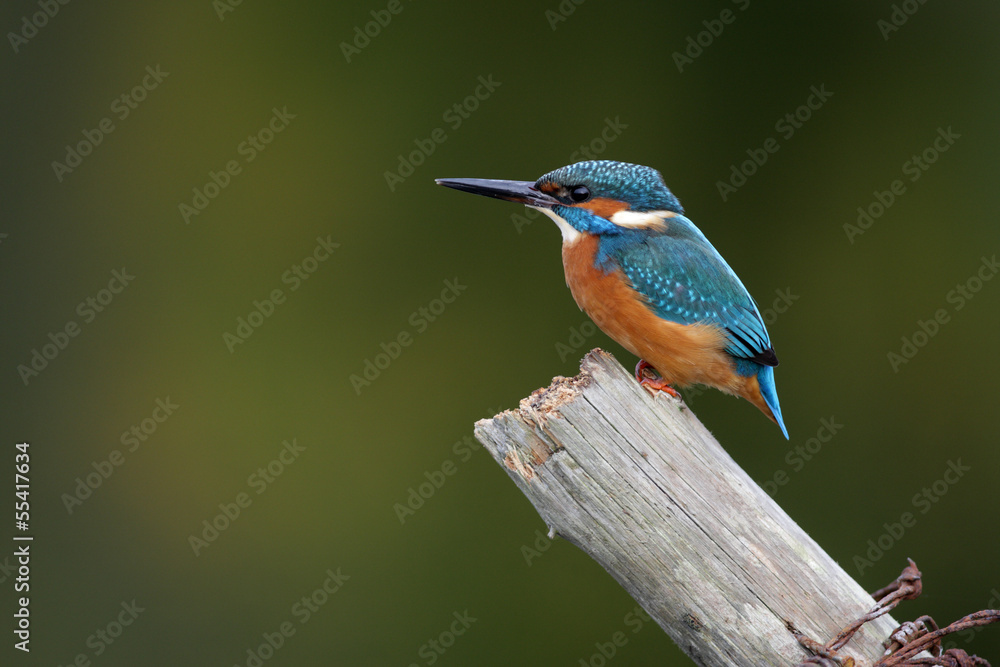 Sticker Kingfisher, Alcedo atthis